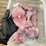 سفارش میگو و ماهی صید روز بوشهر 🐟 لیلی شاپ ✅️ خرید خرمای جنوب در بوشهر