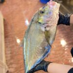 سفارش میگو و ماهی صید روز بوشهر 🐟 لیلی شاپ ✅️ خرید خرمای جنوب در بوشهر