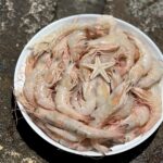 سفارش میگو و ماهی صید روز بوشهر 🐟 لیلی شاپ ✅️ خرید خرمای جنوب در بوشهر