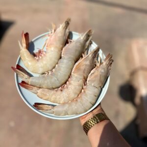 سفارش میگو و ماهی صید روز بوشهر ð لیلی شاپ ✅️ خرید خرمای جنوب در بوشهر