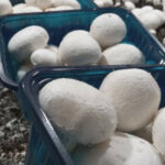 بسته بندی قارچ در قائمشهر شیوانا 💯 خرید عمده قارچ دکمه ای در قائمشهر