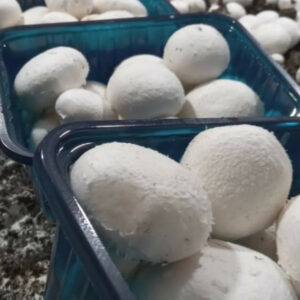 بسته بندی قارچ در قائمشهر شیوانا ð¯ خرید عمده قارچ دکمه ای در قائمشهر