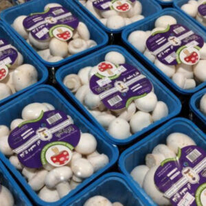 بسته بندی قارچ در قائمشهر شیوانا ð¯ خرید عمده قارچ دکمه ای در قائمشهر